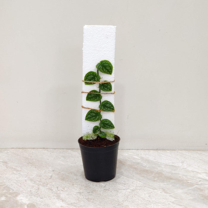 Small Monstera Dubia in 10 cm nursery pot