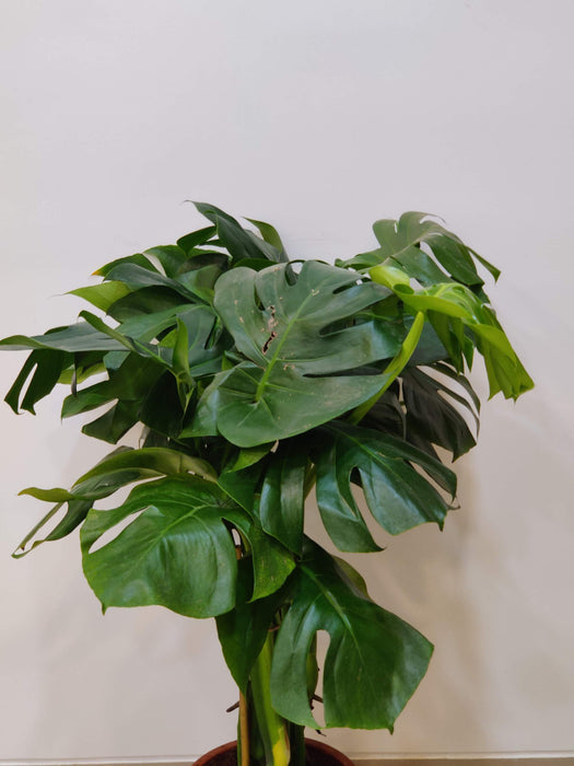 Swiss cheese plant with split leaves
