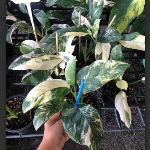 Monstera lechleriana variegated in 14.5cm pot — glossy arrow-shaped leaves with creamy white and yellow marbled variegation, buy online India