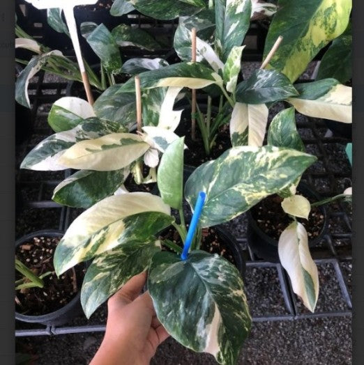 Monstera lechleriana variegated in 14.5cm pot — glossy arrow-shaped leaves with creamy white and yellow marbled variegation, buy online India