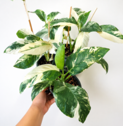 Side view of Monstera lechleriana variegated in 14.5cm pot showing bushy upright growth habit and full leaf spread with dark green and white variegation