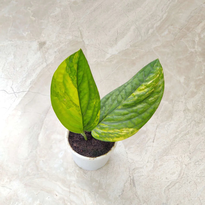 Side view of Monstera Peru Variegated in 8.5cm pot showing upright bushy growth habit and multiple paddle-shaped ribbed leaves