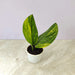 Monstera Peru Verigated plant in 8.5cm pot — shiny corrugated leaves with yellow variegation along midrib and edges, buy online India