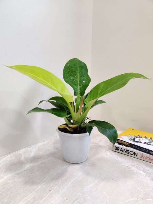 philodendron formaldehyde Philodendron Moonshine (15cm Pot)