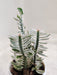 Compact-Pedilanthus-Tithymaloides-potted-indoor-succulent