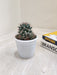 Mammillaria Erythra Indoor Cactus