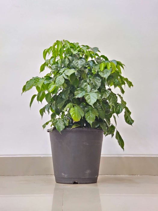 Indoor Radermachera plant with lush green leaves