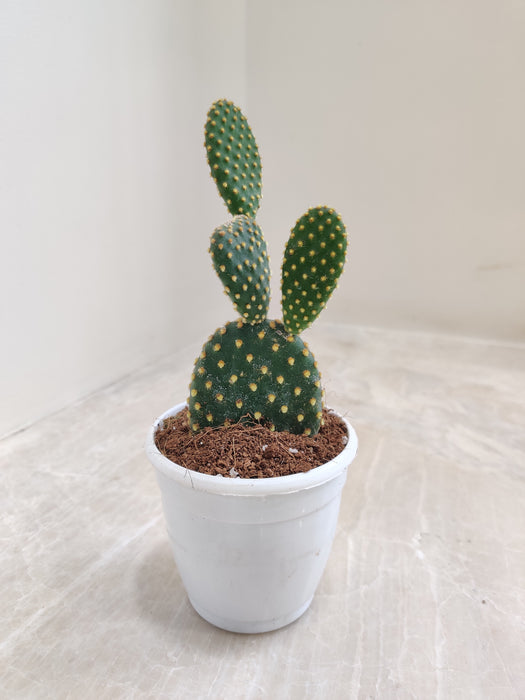 https://www.chhajedgarden.com/cdn/shop/files/opuntia-pallida-yellow-decor_525x700.jpg?v=1704281177