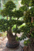 Ficus Root Bonsai Tree for Zen Garden Decor
