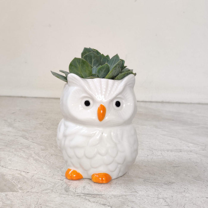 Premium owl ceramic planter ideal for succulents and air plants