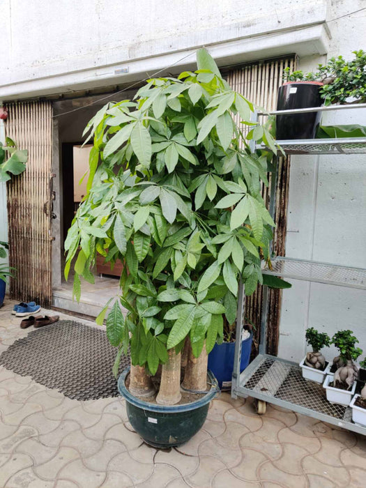 Pachira Aquatica 5-Stem Money Tree Indoor Plant