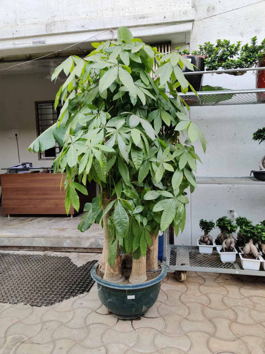 Money Tree Plant in Decorative Pot for Office or Home