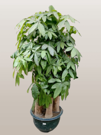 Feng Shui Pachira Plant with Braided Trunks