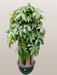 Feng Shui Pachira Plant with Braided Trunks