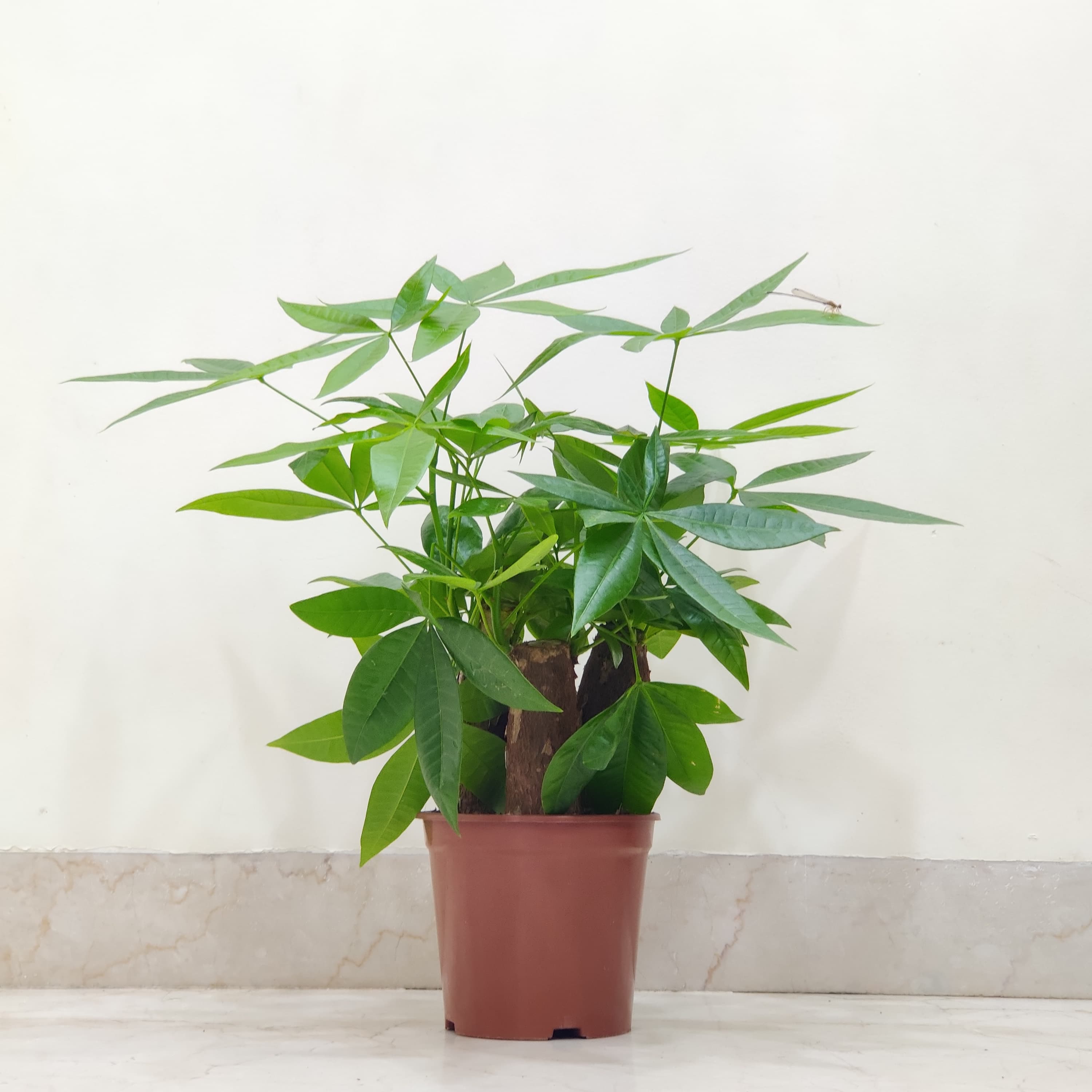 Buy Pachira Aquatica (Money Tree) Online - Good Luck Tree ...