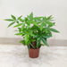 Compact Good Luck Tree (Money Tree) in Decorative Pot