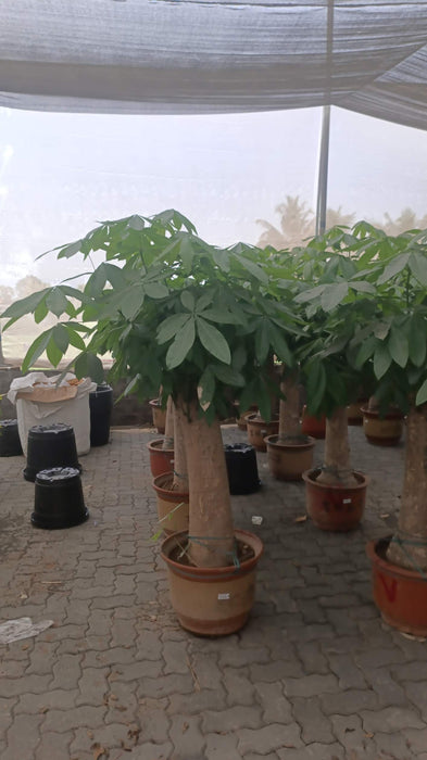 Large money tree plant in ceramic pot