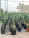 Healthy pachira aquatica plant in nursery pot