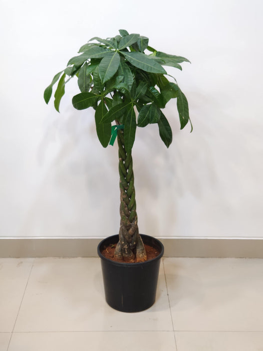 Tall green leafy Pachira bonsai for office - plant