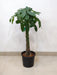 Tall green leafy Pachira bonsai for office - plant