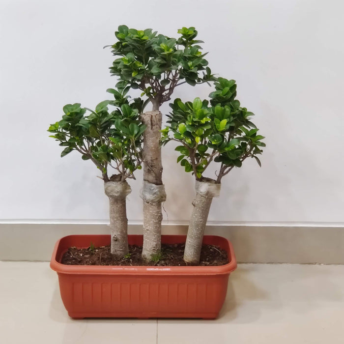 decorative ficus bonsai for home decor
