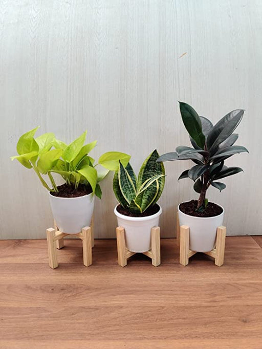 Air Purifying Snake Plant  Golden Money Plant and Rubber Plant 