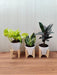 Air Purifying Snake Plant  Golden Money Plant and Rubber Plant 