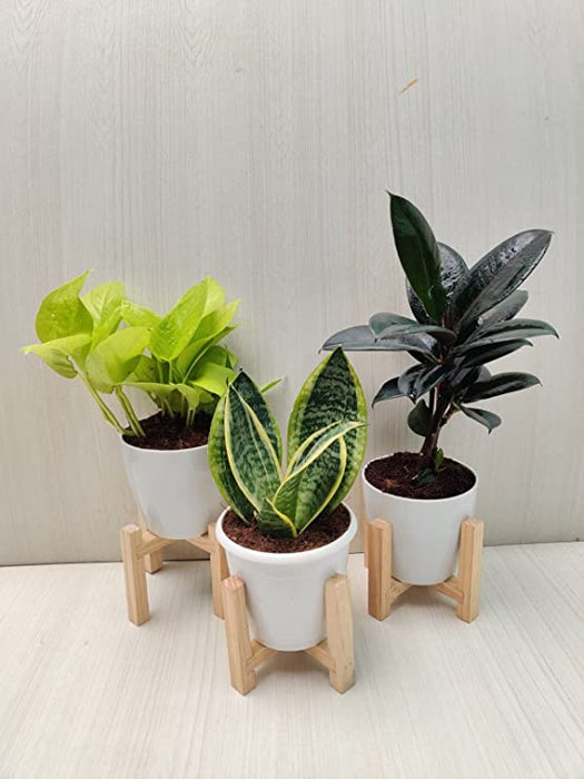 plastic snake plant Air Purifying Indoor Plant Combo - Snake Plant, Golden Money Plant, Rubber Plant