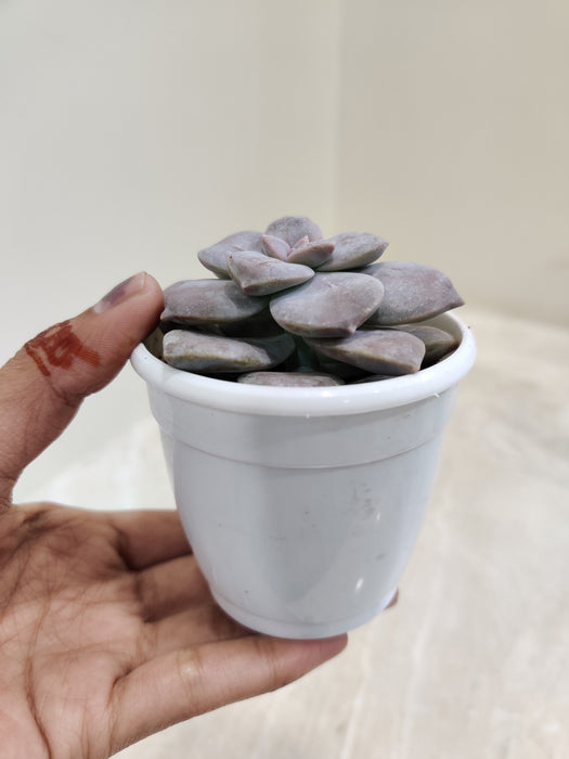 Graptopetalum Superbum in white ceramic pot