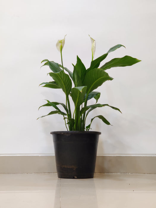 Decorative Peace Lily plant for home and office