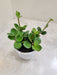 Air-Purifying Peperomia Hope for Home