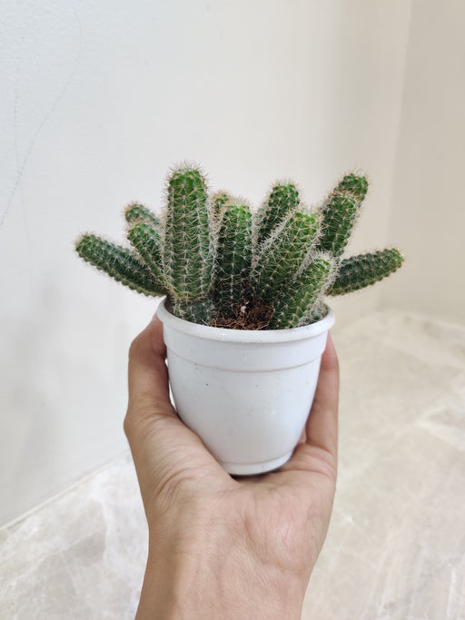 Non-Grafted Cactus for Home Decoration