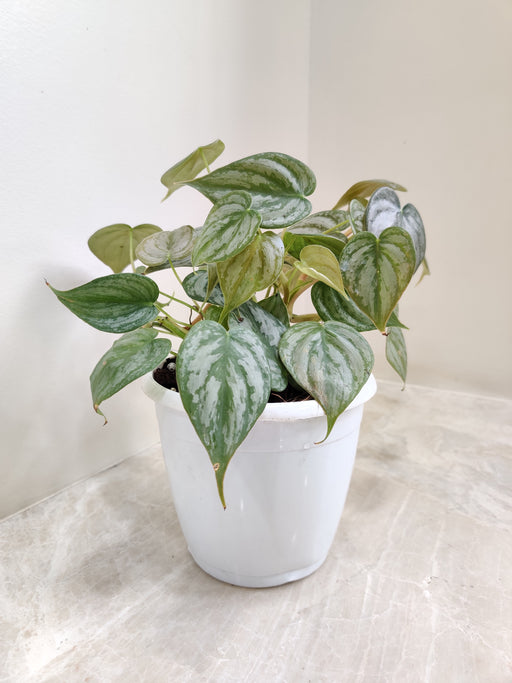 philodendron-brandtianum-lush-green-Indoor-plant