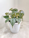 philodendron-brandtianum-lush-green-Indoor-plant