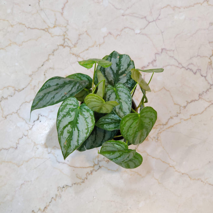 hilodendron Brandtianum table top plant India