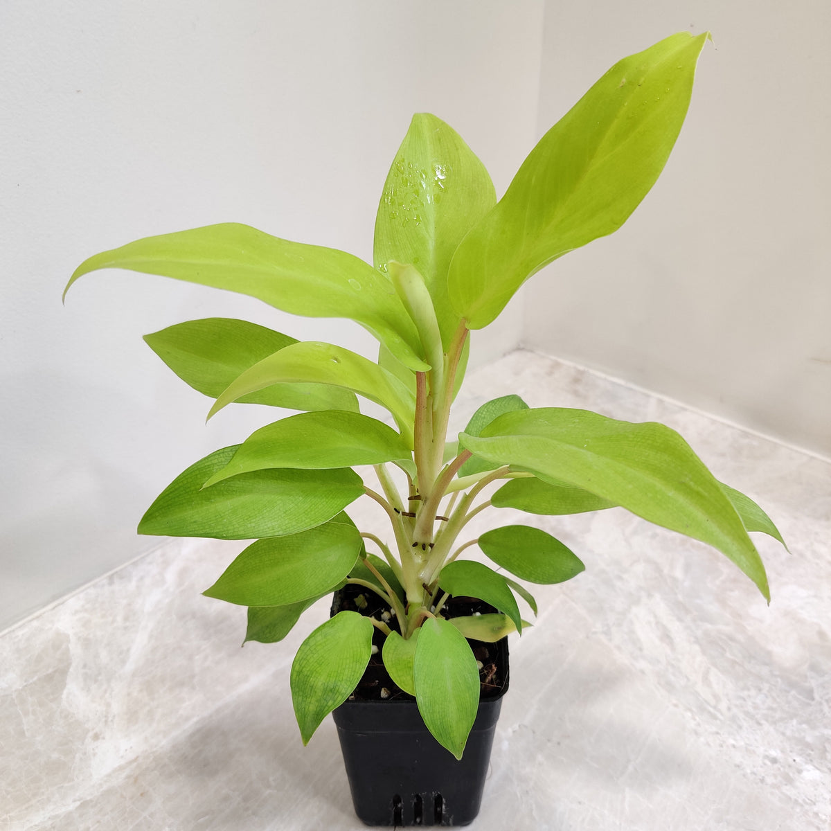 Buy Philodendron Ceylon Golden Online at Lowest Price in India –  ChhajedGarden.com