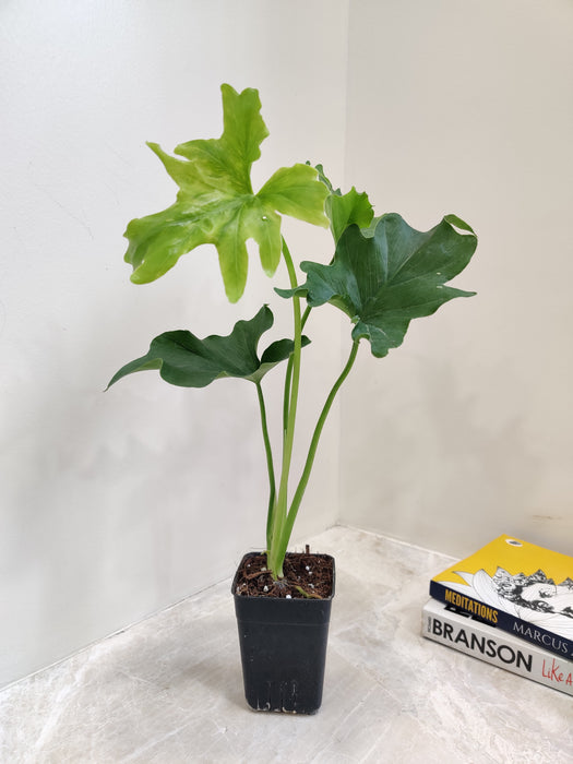 Unique Philodendron Lickety Houseplant