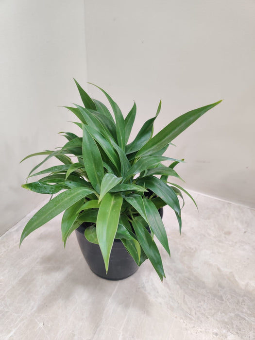 philodendron little phil care Buy Philodendron Little Phil Plant – ChhajedGarden.com