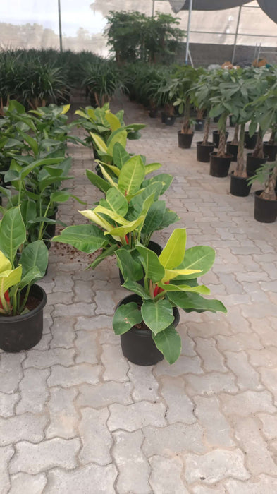 Close-up of Philodendron Moonshine – Vibrant Indoor Plant