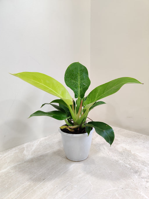 Light-Green Philodendron Moonshine Indoor