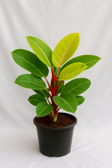 Philodendron Moonshine Plant with Neon Lime Leaves 