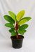 Philodendron Moonshine Plant with Neon Lime Leaves 