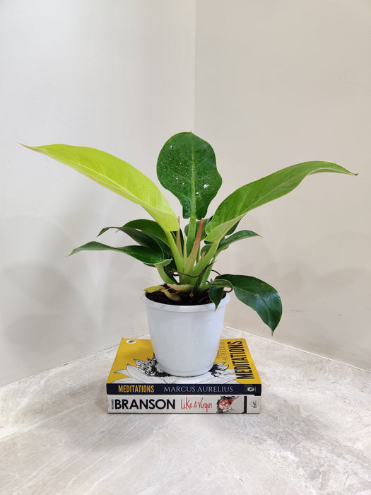 Philodendron Moonshine Bright Foliage