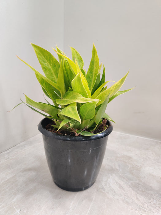 philodendron calkins gold vs painted lady Philodendron Calkins Gold Plant – ChhajedGarden.com
