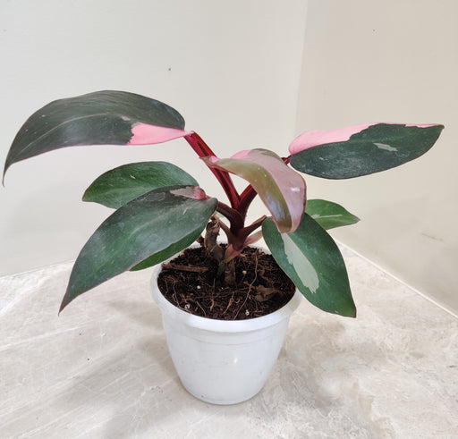 Vibrant Pink Philodendron Princess Leaves