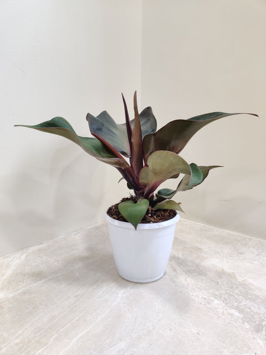 philodendron apple Buy Philodendron Red Heart Rare Plant Online India – ChhajedGarden.com
