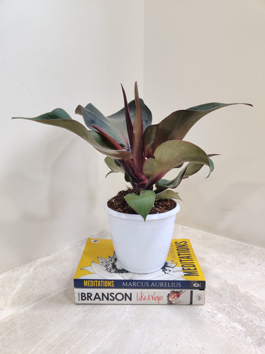 Vibrant Philodendron Red Apple Indoor
