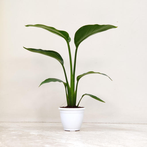 philodendron bird of paradise Buy Philodendron Bird of Paradise White Plant Online in India – 8.5 cm Pot – ChhajedGarden.com