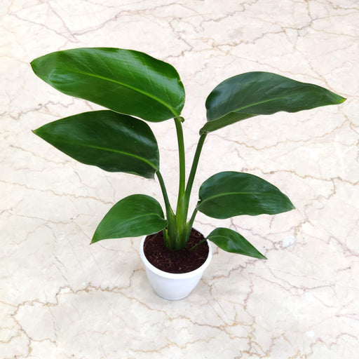 Red Congo philodendron indoor plant India