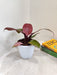 Lush Sunred Philodendron Indoor Plant